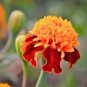 250 Dwarf Double Marigold ' Orange Flame ' Tagetes Patula French Red Flower Seed Fresh Garden