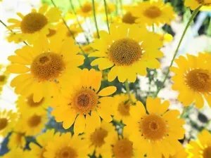 250 Golden Marguerite Daisy Yellow Chamomile Anthemis Tinctoria Flower Seeds Fresh Garden