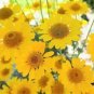 250 Golden Marguerite Daisy Yellow Chamomile Anthemis Tinctoria Flower Seeds Fresh Garden