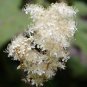 20 Queen Of The Meadow Filipendula Ulmaria Meadowsweet Native White Flower Seeds Fresh Garden