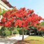 10 Royal Poinciana Tree Delonix Regia Aka Red Flame Flamboyant Tree Flower Seeds Fresh Garden