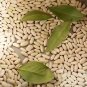 30 Cannellini Bean Seeds White Italian Kidney Phaseolus Vulgaris Vegetable Fresh Garden