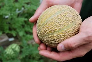 100 Minnesota Midget Cantaloupe Melon Cucumis Melo Reticulatus Fruit Seeds Fresh Garden