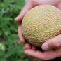 100 Minnesota Midget Cantaloupe Melon Cucumis Melo Reticulatus Fruit Seeds Fresh Garden