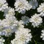 1000 White Empress Candytuft Iberis Amara Flower Seeds Fresh Garden