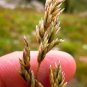500 Muttongrass Poa Fendleriana Eragrostis Mutton Grass Bluegrass Native Seeds Fresh Garden