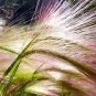 300 Bottlebrush Squirreltail Rye Grass Elymus Elymoides Sitanion Hystrix Seeds Fresh Garden
