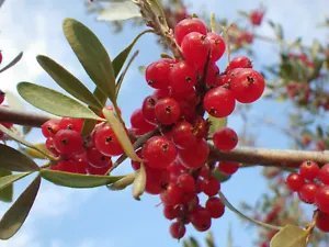 20 Silver Buffaloberry Shepherdia Argentea Red Fruit Native Bullberry Shrub Seed Fresh Garden