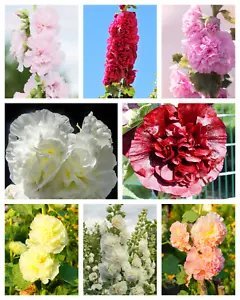 50 Dwarf Double Hollyhock Majorette Mix Alcea Rosea Red Pink White Flower Seeds Fresh Garden