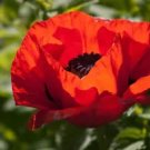 100 Red Turkish Poppy Heirloom Papaver Red & Black Flower Seeds G Fresh Garden