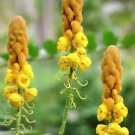 35 Candle Bush Cassia Alata Senna Candletree Shrub Yellow Orange Flower Seeds Fresh Garden
