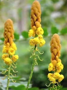 35 Candle Bush Cassia Alata Senna Candletree Shrub Yellow Orange Flower Seeds Fresh Garden