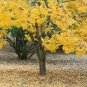 10 Thornless Honeylocust Gleditsia Triacanthos Inermis Honey Locust Tree Seeds Fresh Garden