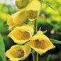 100 Yellow Foxglove Digitalis Grandiflora Sun Shade Pollinator Flower Seeds Fresh Garden