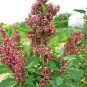 100 Organic Cocoa Cherry Quinoa Grain Chenopodium Quinoa Red & Brown Seeds Fresh Garden
