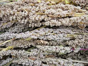 100 Organic Peppermint Quinoa Grain Chenopodium Quinoa White Green White Seeds Fresh Garden
