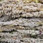 100 Organic Peppermint Quinoa Grain Chenopodium Quinoa White Green White Seeds Fresh Garden