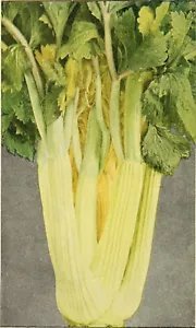 1000 Golden Self Blanching Celery Burpee Dwarf Apium Graveolens Vegetable Seeds Fresh Garden