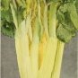 1000 Golden Self Blanching Celery Burpee Dwarf Apium Graveolens Vegetable Seeds Fresh Garden