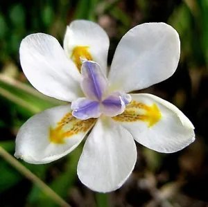 25 White African Iris Fortnight Lily Dietes Iridioides Butterfly Flower Seeds Fresh Garden