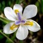 25 White African Iris Fortnight Lily Dietes Iridioides Butterfly Flower Seeds Fresh Garden