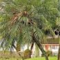 10 Pygmy Date Palm Phoenix Roebelenii Dwarf Miniature Tree Seeds G Fresh Garden