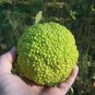 10 Hedge Apple Osage Orange Horse Apple Monkey Ball Maclura Pomifera Tree Seeds Fresh Garden