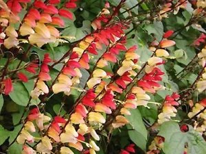 10 Firecracker Vine Flower Mina Lobata Exotic Love Spanish Flag Ipomoea Seeds Fresh Garden