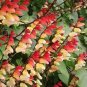10 Firecracker Vine Flower Mina Lobata Exotic Love Spanish Flag Ipomoea Seeds Fresh Garden