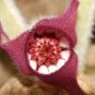 5 Wild Ginger Asarum Canadense Canadian Heart Snakeroot Flower Herb Seeds Fresh Garden