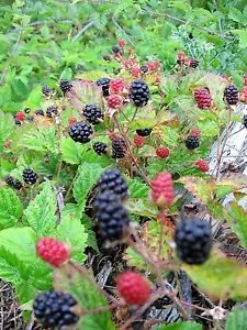 25 Trailing Blackberry Pacific Rubus Ursinus Vining Shrub Fruit Berry Seeds Fresh Garden