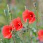 250 Red Poppy Long Headed Blindeyes Flower Seeds Fresh Garden