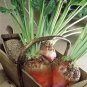 75 Giant Red Beet Mangelwurzel Mangel Mangold Wurzel Mammoth Long Beta Seeds Fresh Garden