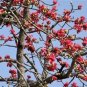 10 Red Silk Cotton Tree Bombax Ceiba Kapok Tropical Flower Seeds G Fresh Garden