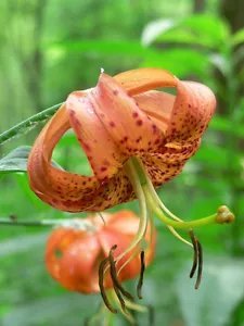 20 Orange Turks Cap Tiger Lily Lilium Superbum Flower Seeds Fresh Garden