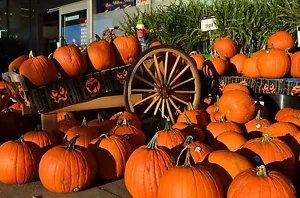 50 Spookie Pumpkin Aka Deep Sugar Pie Pumpkin Cucurbita Pepo Vegetable Seeds Fresh Garden