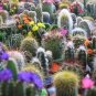 50 Cactus Mix 'Finest Mixed' Succulent Flower Seeds Fresh Garden