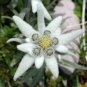 50 Edelweiss Leontopodium Alpinum Flower Seeds Fresh Garden