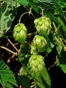 25 Common Hops European Humulus Lupulus Vine Seeds Beer Making Ingredient Fresh Garden