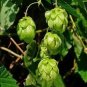 25 Common Hops European Humulus Lupulus Vine Seeds Beer Making Ingredient Fresh Garden