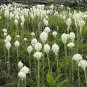 100 Bear Grass Aka Bear Lily Beargrass Ornamental Xerophyllum Tenax Flower Seeds Fresh Garden