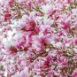 5 Saucer Magnolia Soulangeana Denudata & Liliiflora Pink White Flower Tree Seeds Fresh Garden