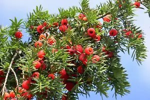 10 Pacific Yew Tree Taxus Baccata Brevifolia Evergreen Conifer Native Tree Seeds Fresh Garden