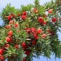 10 Pacific Yew Tree Taxus Baccata Brevifolia Evergreen Conifer Native Tree Seeds Fresh Garden