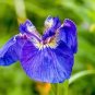20 Alaska Iris Setosa Wild Flag Beachhead Blue Purple Native Wetland Flower Seed Fresh Garden