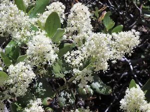 20 White Snowbrush Ceanothus Velutinus Mountain Balm Buckbrush Flower Shrub Seed Fresh Garden