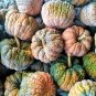 20 Black Futsu Squash Multicolored Heirloom Pumpkin Edible Cucurbita Seeds Fresh Garden