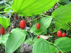10 Watermelon Berry Streptopus Amplexifolius Native Red Fruit Shade Flower Seeds Fresh Garden