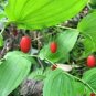10 Watermelon Berry Streptopus Amplexifolius Native Red Fruit Shade Flower Seeds Fresh Garden