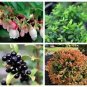 50 California Evergreen Huckleberry Vaccinium Ovatum Fruit Berry Shrub Seeds Fresh Garden
